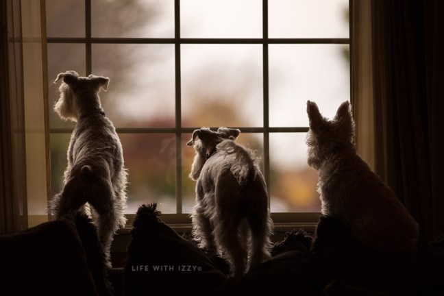 5w3a5338-edit-copyfb