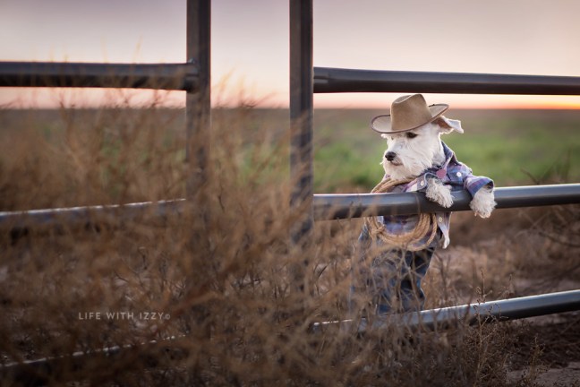lifewithizzycowgirlminiatureschnauzer-copyfb