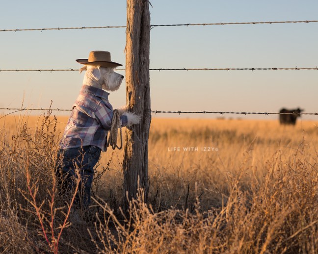 lifewithizzycowgirlminiatureschnauzer2-copyfb