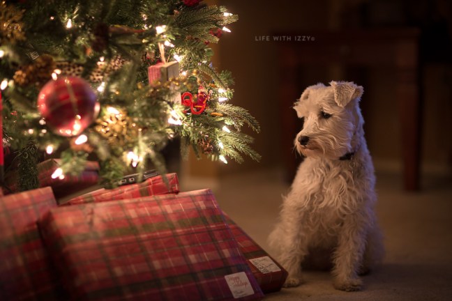 lifewithizzychristmaslights-copyfb