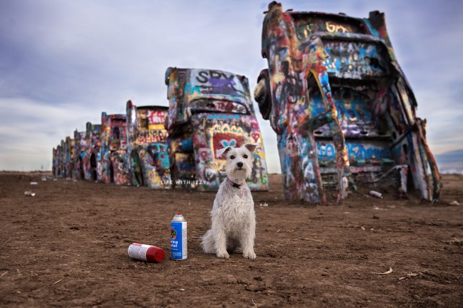 lifewithizzycadillacranch1-copyfb