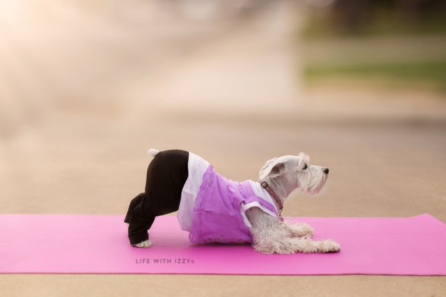 lifewithizzyyogadowndog-copyfb