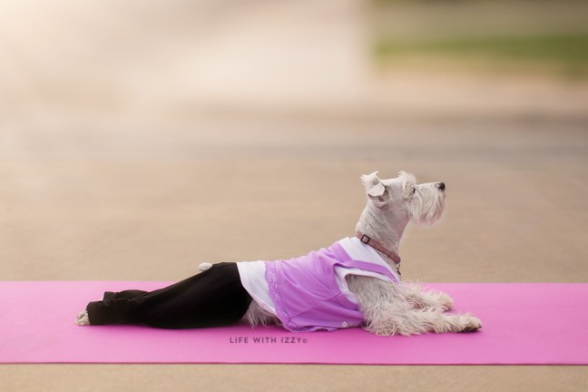 lifewithizzyyogastretch-copyfb