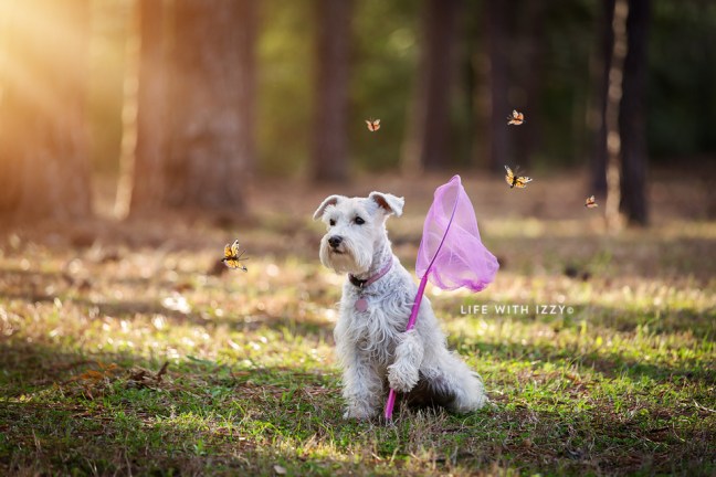 LifewithIzzyButterflies copyfb