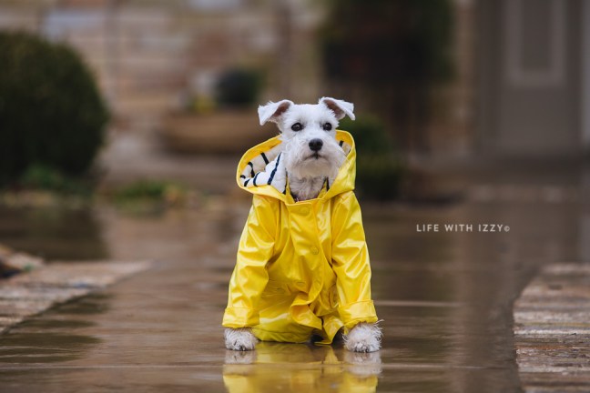 lifewithizzycoldrainyday copyfb