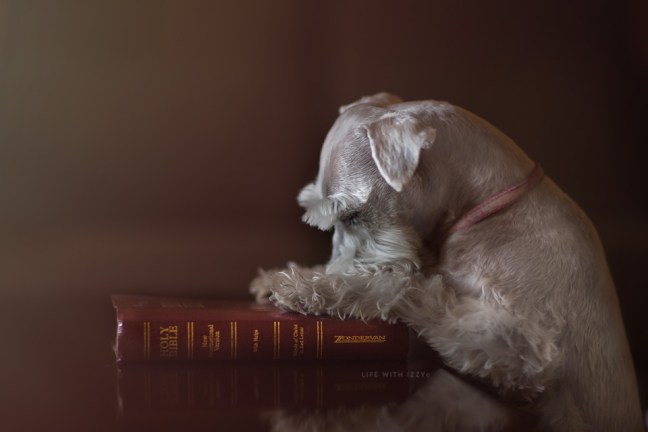 LIfewithIzzyEasterJesusBible copyfb