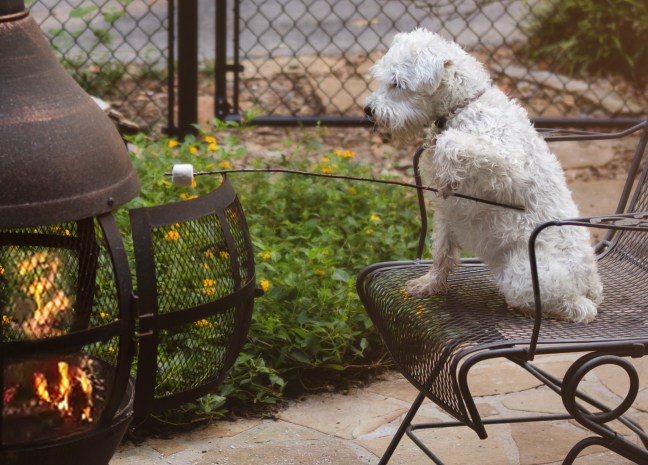 LifewithIzzyroastingmarshmallows copycrop