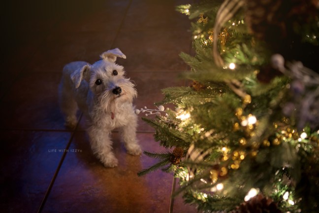 5W3A8833-Edit copyfb